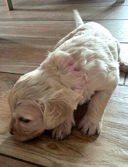 Goldedoodle ab Anfang Januar abzugeben - Straelen