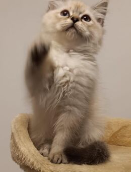 Süße Heilige Birma - Perser Katzenbabys, Babykatzen, Kitten, Katzen Perserkatze, cats - Berlin