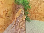 Bartagame Jungtiere ( pogona vitticeps ) noch 4 Stück - Offstein