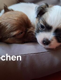 Chihuahua Langhaar Welpen - Aichwald