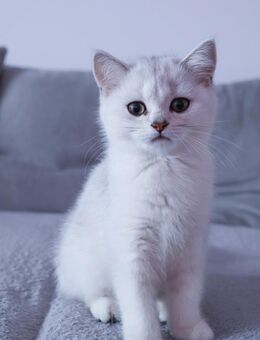 Britisch Kurzhaar Silver Shaded BKH Kitten reinrassig geimpft abgabebereit - Dortmund Wambel