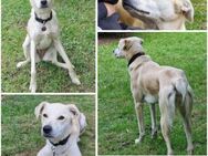 CHITA -sucht ein neues Zuhause- - Duisburg