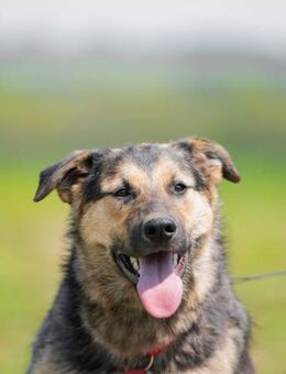 Pluscha, ruhig und anhänglich - Süderholz