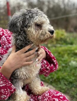 Kleiner Junghund Lex - Laufen