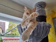 Main Coon Weiblich - Treuchtlingen