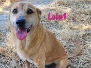 Lola1 ruhig & sehr verschmust 06/16 ESP - Ruppertsecken