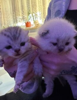 🐾 Baby Katzen zu verkaufen 🐾 - Bremerhaven