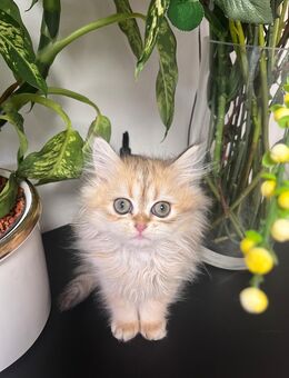 Baby Katze - Hannover Buchholz-Kleefeld