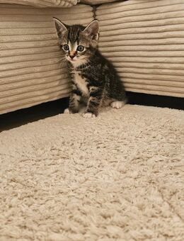 Kitten - Mettingen