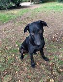 Liebevolles Zuhause gesucht in 82166