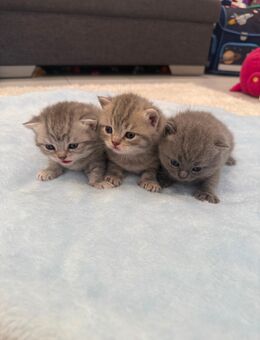 BKH Kitten Britisch kurzhaar Babykatze - Braunschweig