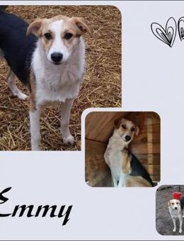 EMMY - Köln