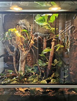 Kronengecko mit Terrarium 80x80x50 cm und Zubehör abzugeben - Barnstorf