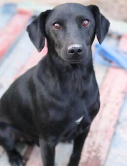 ALEX🩵anhänglicher,sozialer Sonnenschein - Hamburg