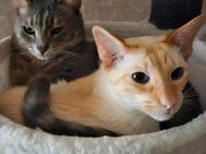 2 Kater suchen ein neues Zuhause - Lengerich (Nordrhein-Westfalen)