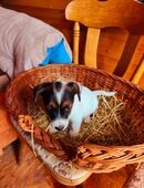 Jack Russell Terrier in 17111