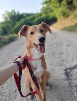 Pablo lebensfroher Rüde - Linden (Hessen)