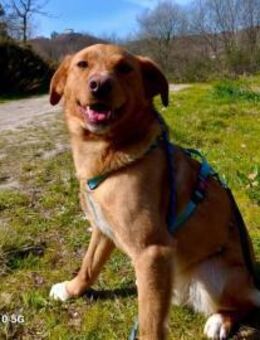 SIMBA 💙 sucht ein neues Zuhause - Fahrenzhausen