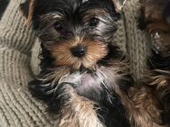 Yorkshire Terrier Welpen - Fürstenwalde (Spree)