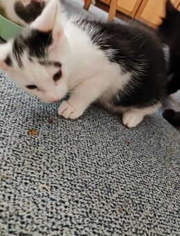 Britishkurzhaarmix Schwarz - Weiß Kater - Neunkirchen (Saarland)
