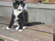 Süßes Katerchen sucht liebevolles Zuhause - Lengefeld