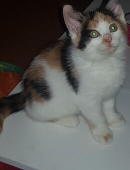 wunderschönes Maine Coon mix Kitten - Wuppertal