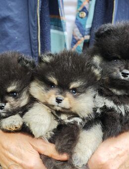 Zwergspitz Pomeranian Welpen - Dorsten