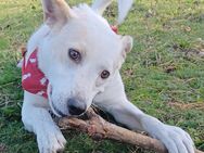 Banjo, ca. 50cm, a.d.Tierschutz, sucht ein eigenes Zuhause - Krauschwitz