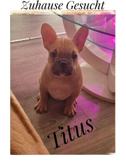 Titus und Thanos dürfen ausziehen - Brühl (Nordrhein-Westfalen)