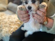 Coton de tulear x Malteser Bichon - Gelsenkirchen