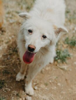 Diamant Coco - Stuttgart