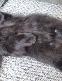 Bkh mix kitten - Heusweiler