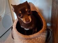 Chihuahua Mädchen sehr klein - Regensburg