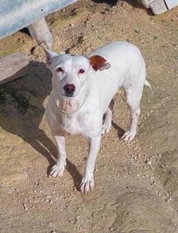 Dayra- was musste sie alles ertragen ! - Laatzen