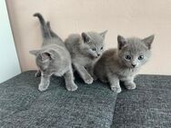 Rusisch Blau Kitten *Reinrassig* 2 Weibchen 1 Männchen* - Welver
