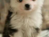 Pomsky F2 Toy & Mini Puppengesicht Bärchentyp Wollycoat - Espelkamp