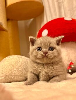 BKH kitten mit Stammbaum von Zucht - Düsseldorf