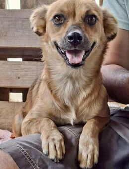 Zarte Lissie (41 cm/10 kg) sucht Familie - Koblenz