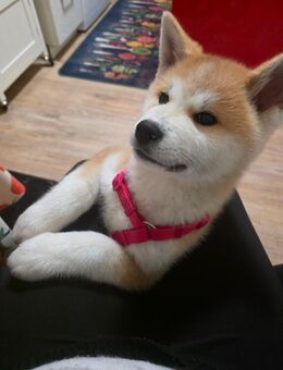 Akita Inu Welpe mit Erstausstattung & Tierarzt Check-Up - Bremen