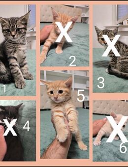 Wunderschöne BKH / Perser und BKH Kitten abzugeben. - Oberhausen