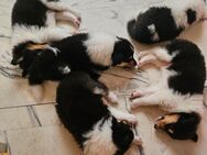 Amerikanische Langhaarcollies Welpen - Zwiesel