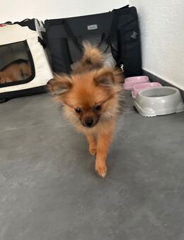 mini Spitz Pomerania - Rottenburg (Neckar)