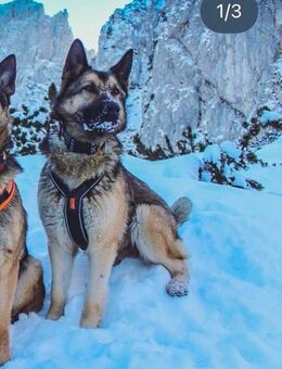 Deutsche Schäferhündin - Zwiesel