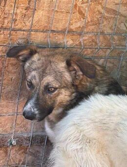 Süßer Junghund LUKE sucht Zuhause - Neuberg