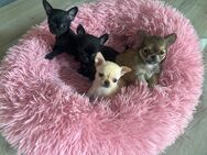 Chihuahua Welpen - Bad Münstereifel