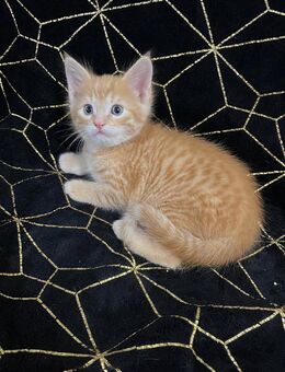 Kätzchen sucht ein liebevolles zu Hause - Pforzen