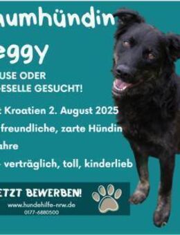 Meggy - liebevolle Traumhündin - Duisburg