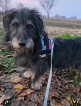 Unser kleiner kleiner Rauhaardackel-Mischling Gandalf ca ,6 -7J alt , lieb und sehr verschmust , ca 30-35 cm groß - Angern