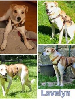 LOVELYN -sucht erfahrene Menschen- - Duisburg