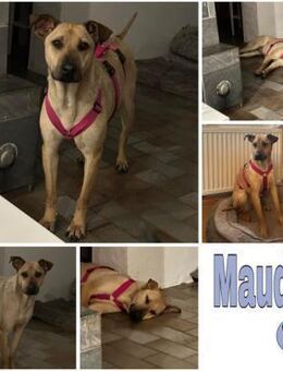 MAUDE -sucht hundeerfahrene Menschen- - Duisburg